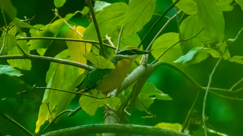 Indian Pitta